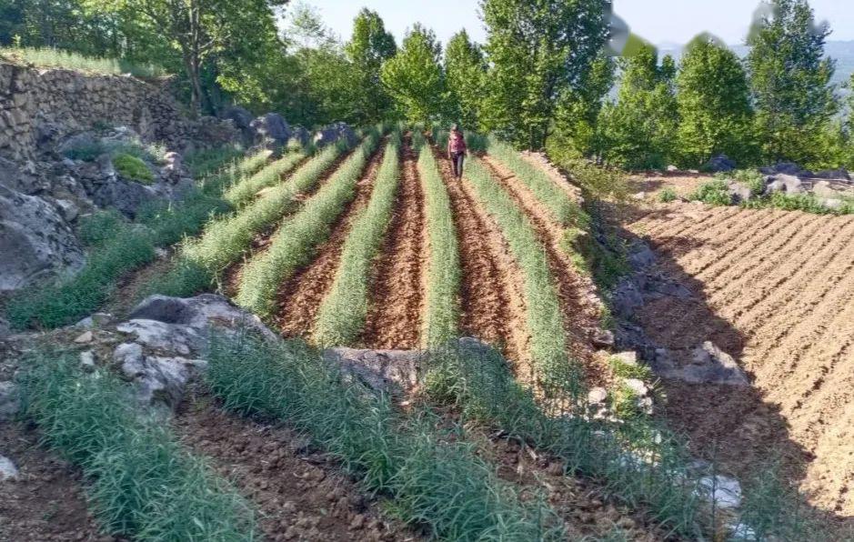 【靠中药产业富 走农业特色路】大栗树村顺利完成贝母产业验收