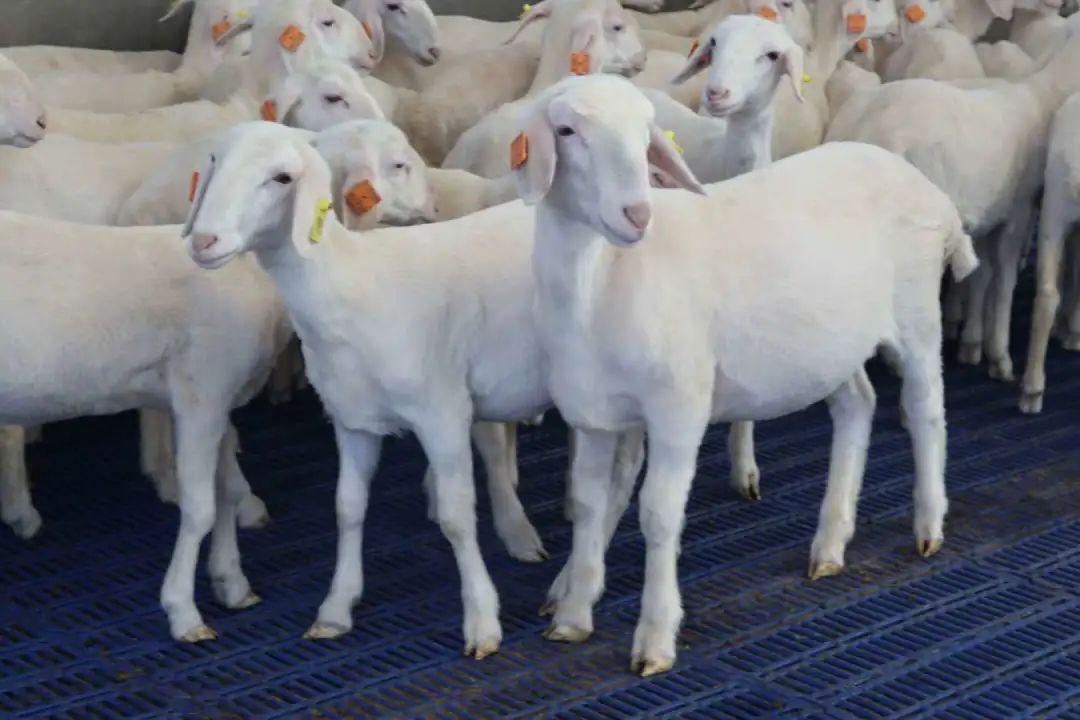 中国品牌日前夕天赋河套企业迎来了这样一群人