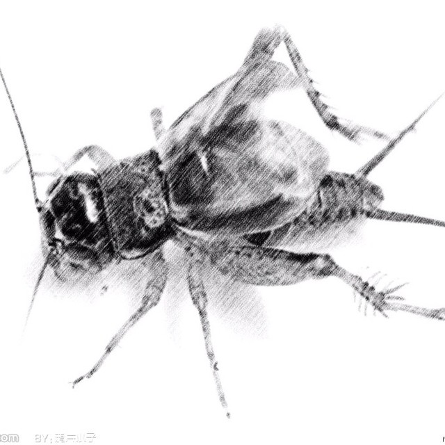 老陆民当年的虫王大流氓