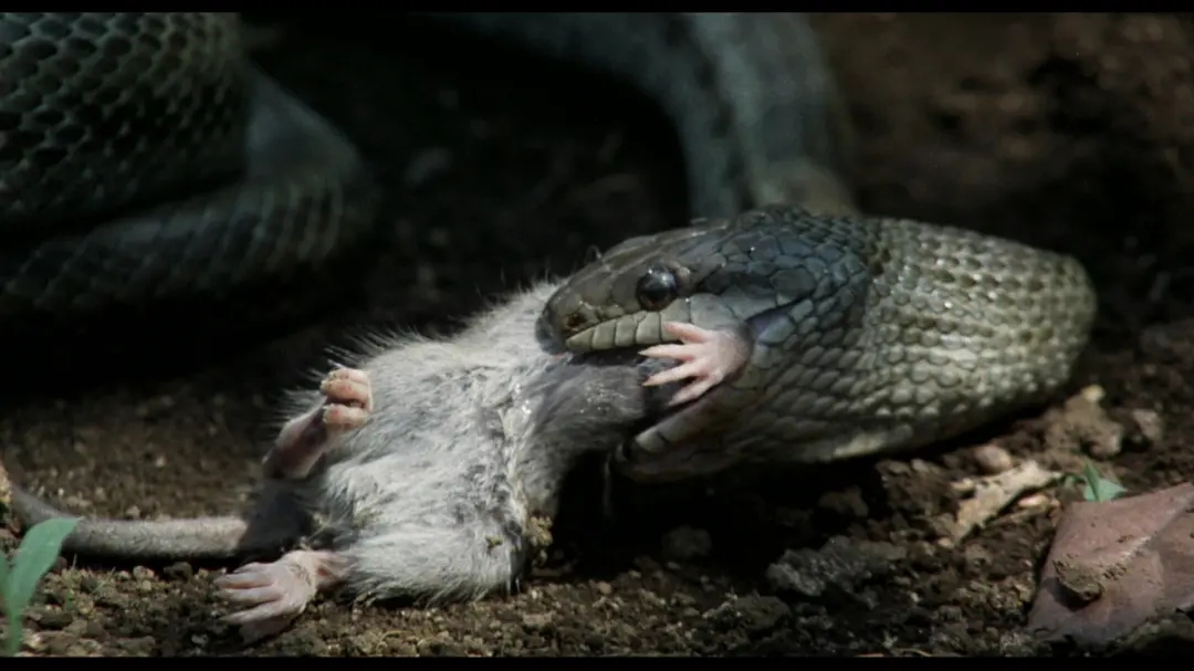 儿子活埋母亲让人气愤与电影楢山节考剧情有些雷同