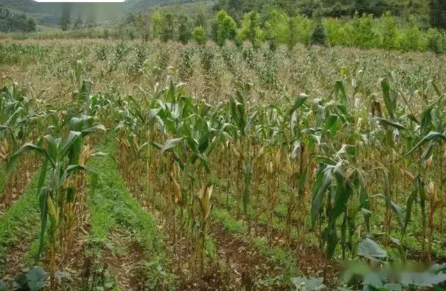 农博士在线柴胡玉米套种技术及生产机械的应用