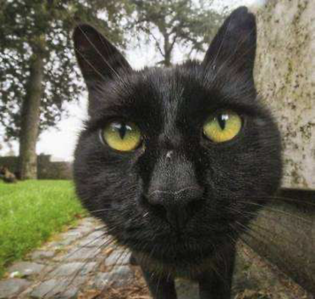 原创真的不要养纯黑色的猫夜深人静时就像经历恐怖片
