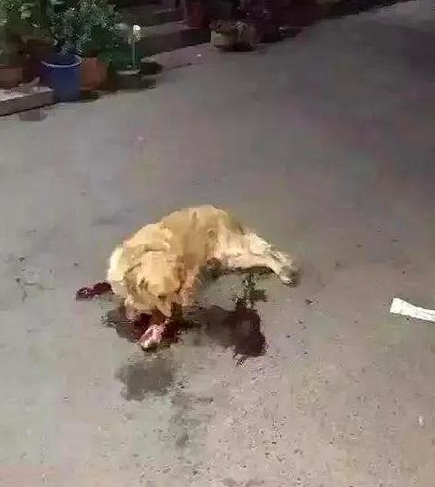 金毛犯错被主人暴打,还用车碾压,养狗并不是每个人都适合