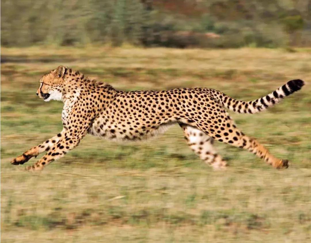 有声绘本故事animalsthatgofast跑得很快的动物