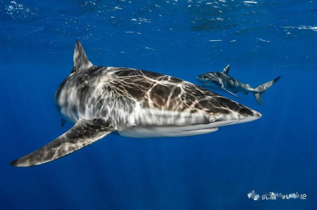 数量惊人26吨鱼翅4万鲨鱼遭猎杀疫情期间香港海关破获特大走私案