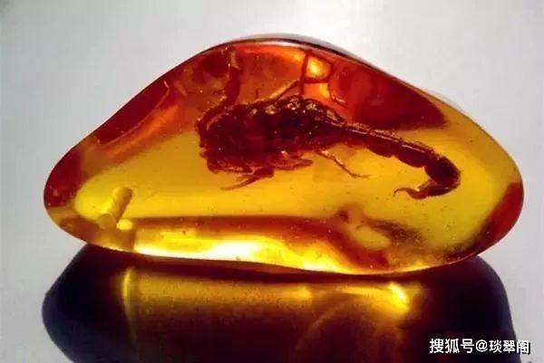 什么叫琥珀,昆虫_大山谷图库