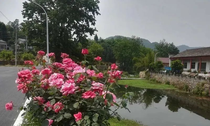 黄山垭村——鲜花盛开的村庄