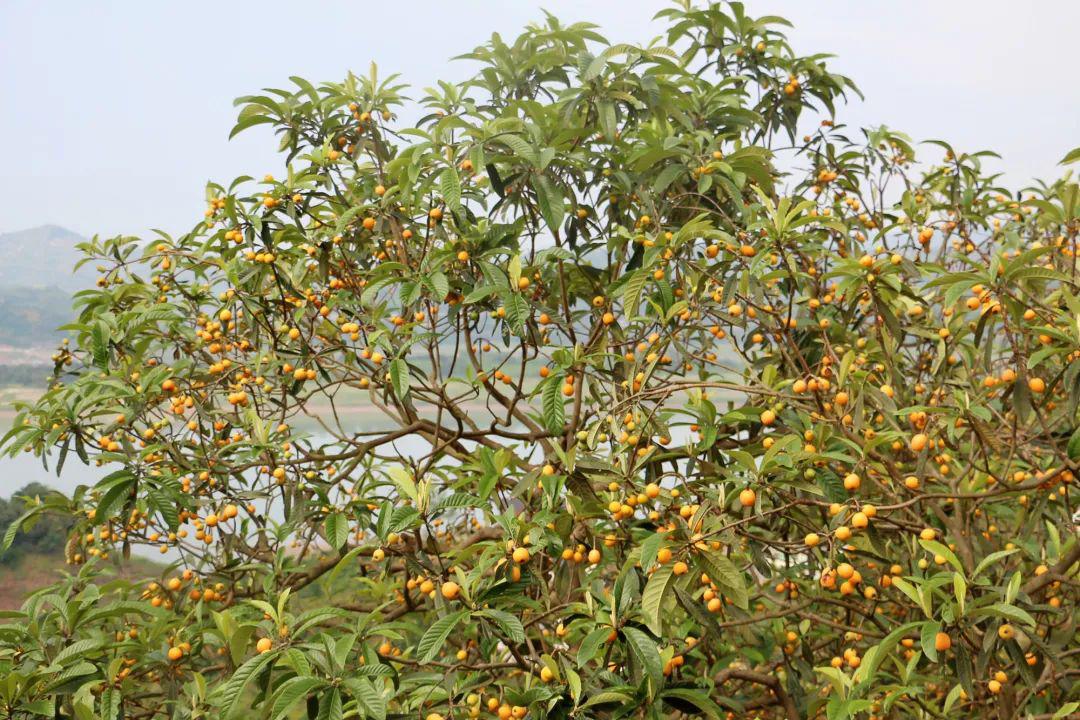 2白沙枇杷白沙枇杷种植基地位于南沱镇关东村,种植面积100亩,采摘时间