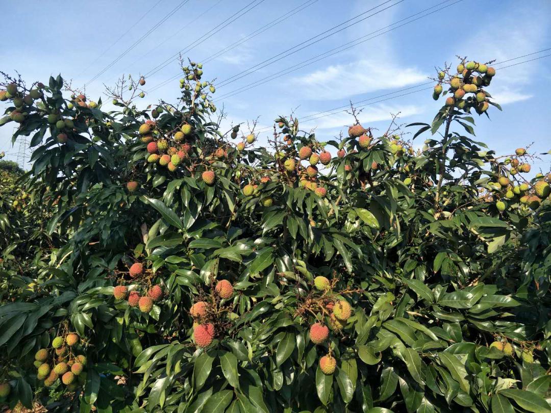 【佳和基地直采】海南妃子笑荔枝已经登场 ,张嘴,干了这口甜!_part