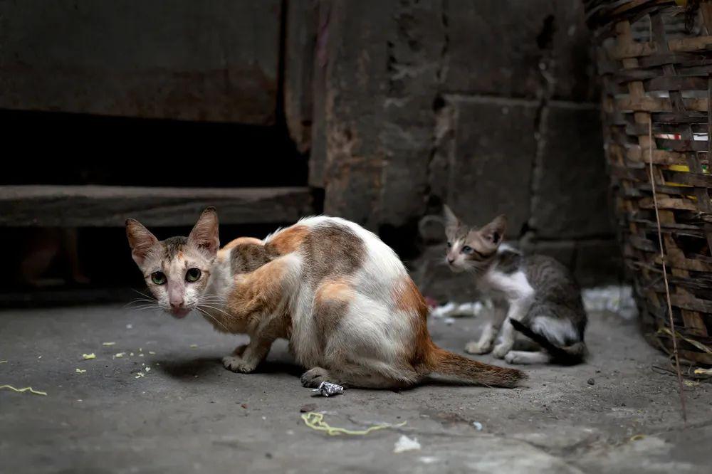 流浪猫在各个地方图片图片