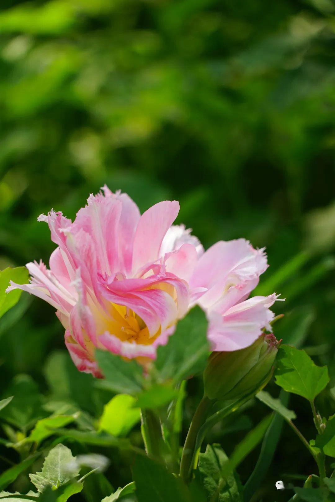 时光的河流是多彩的谷雨花记录之一