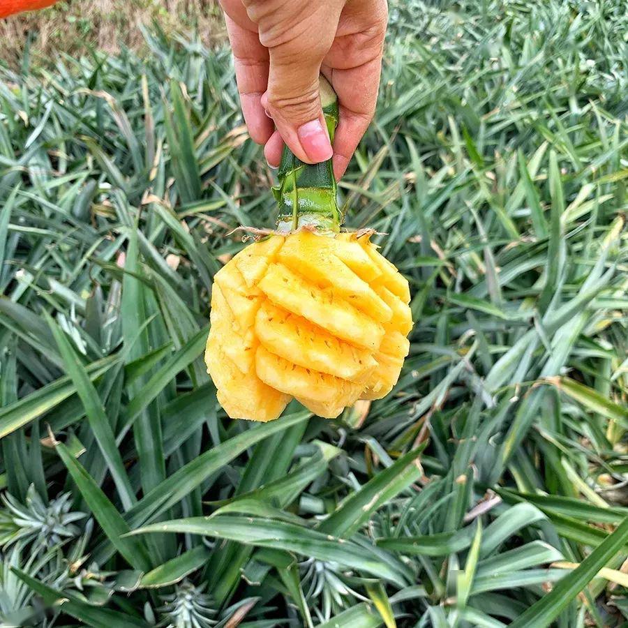 上过十二道锋味闻名全国的网红神湾菠萝又熟了肉脆多汁清甜无渣无需盐