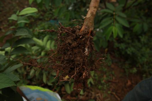 番石榴樹根系嚴重結瘤生長停滯原來是根結線蟲在為害