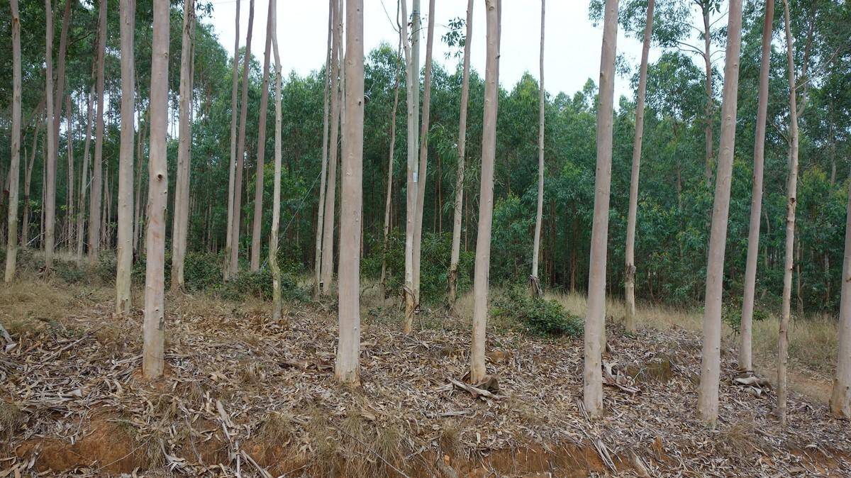 被称为"断子绝孙树""缺德树"的桉树到底做错了什么?