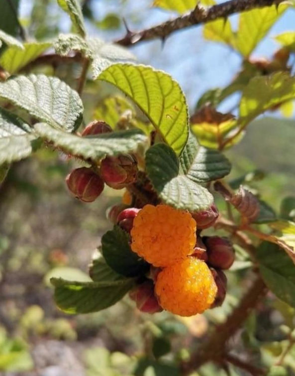 安宁六街"泡儿"黄 孩提时代野味甜