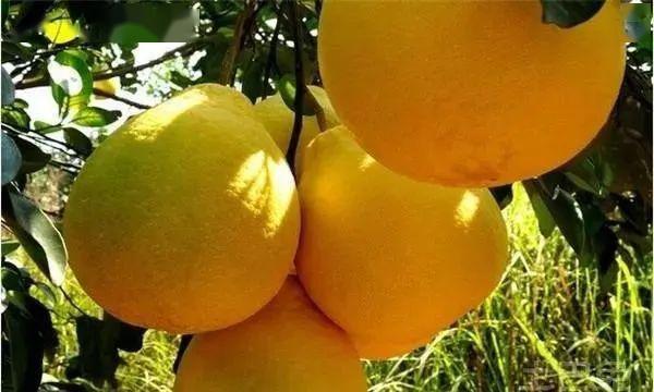 广西水果种植人自豪广西让国人一年四季都吃上水果