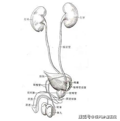 如膀胱镜检查,明确是否有病变,如发现输尿管口有喷血,就需要进一步