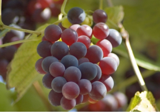 【"罗布泊"钾肥】葡萄多施"罗布泊"牌硫酸钾,果实甜又大!