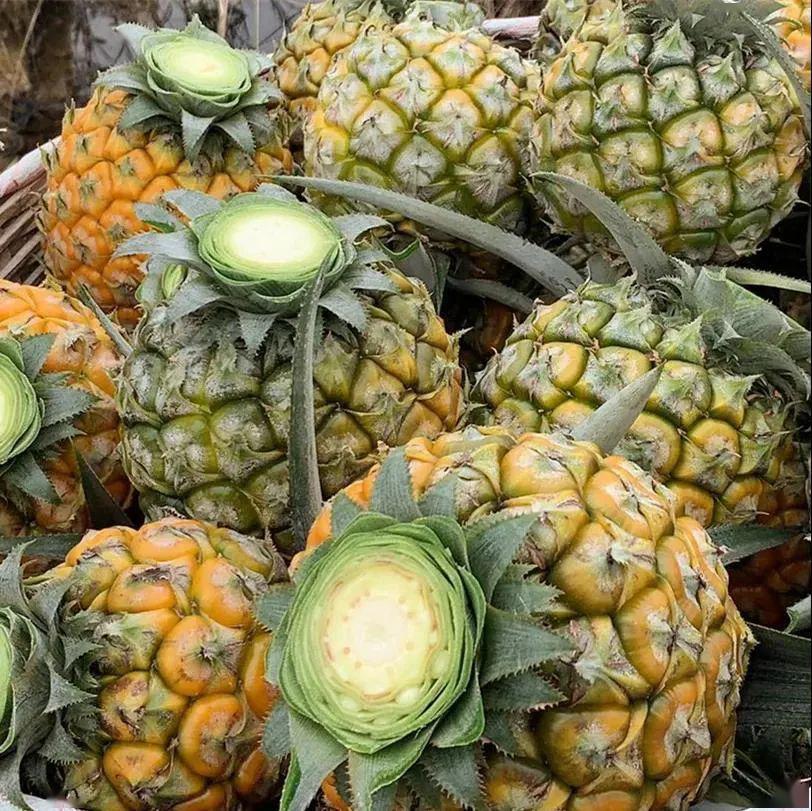 上过十二道锋味闻名全国的网红神湾菠萝又熟了肉脆多汁清甜无渣无需盐