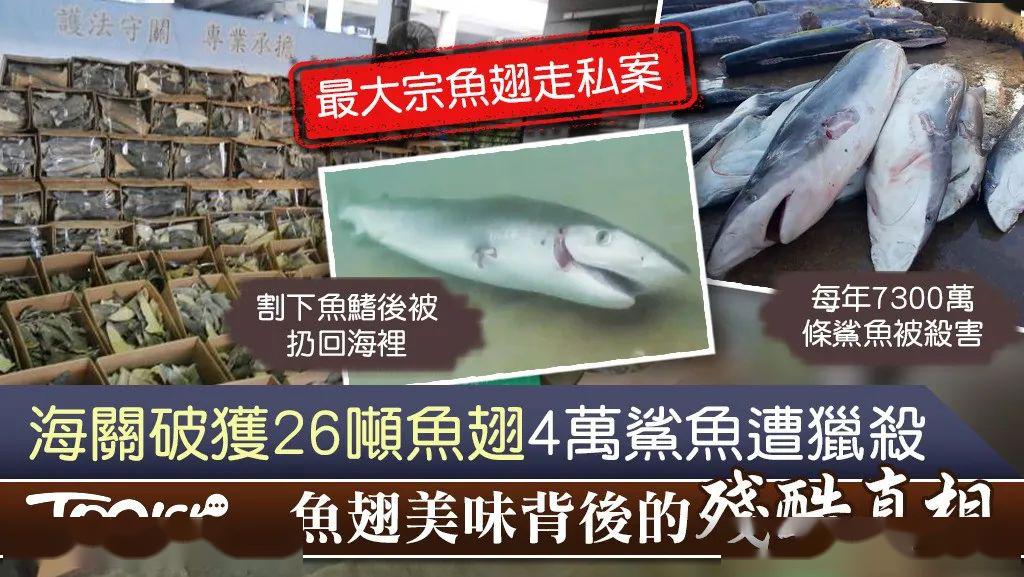 數量驚人26噸魚翅4萬鯊魚遭獵殺疫情期間香港海關破獲特大走私案