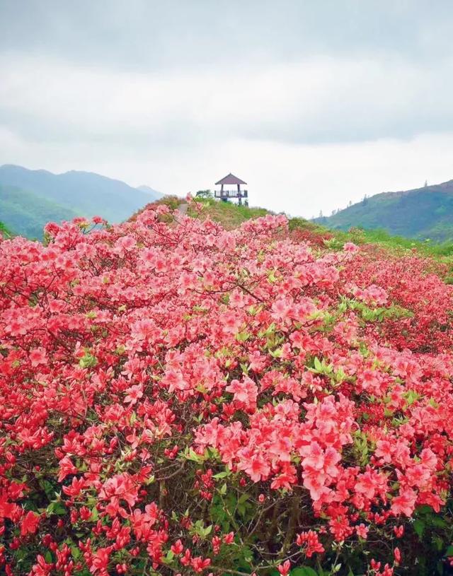 大圍山又紅了10w畝杜鵑花海全部綻放快來一場芳菲之旅