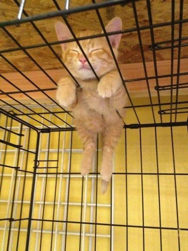 憋住不准笑猫咪高难度奇葩睡姿鉴赏
