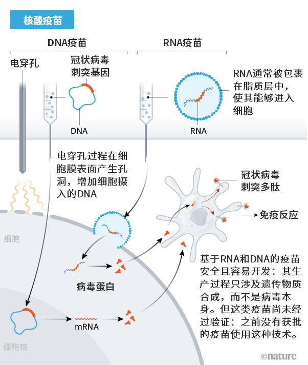 基于蛋白质的疫苗