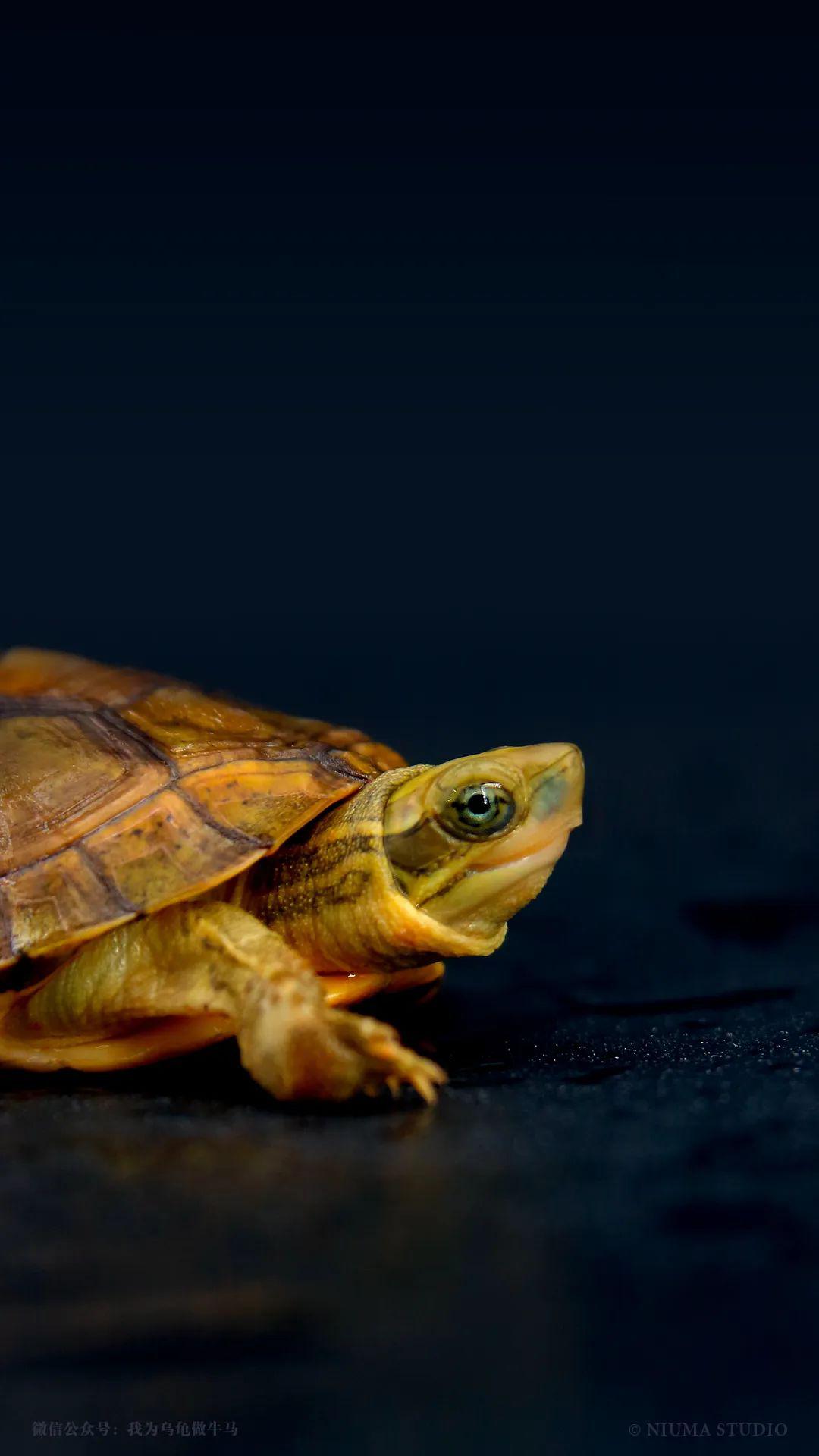 原创龟主题手机壁纸2020年5月号