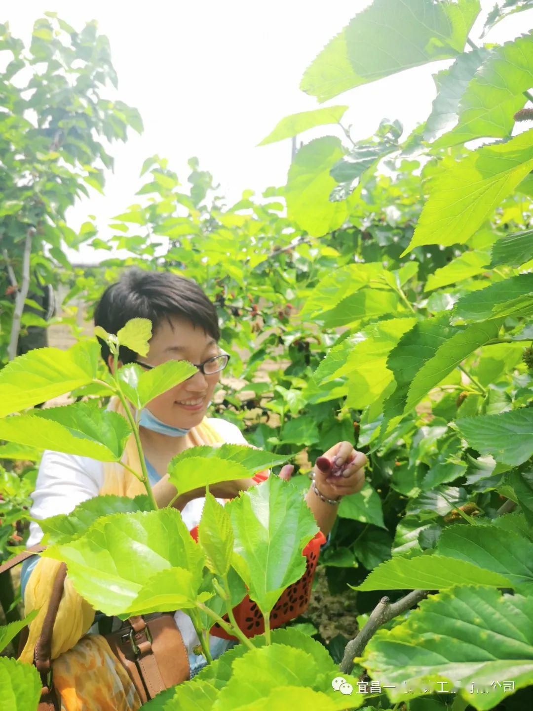 江台村的桑椹采摘农场▲江台村的规划图▲江台村的荷花池 ▲1体验植物