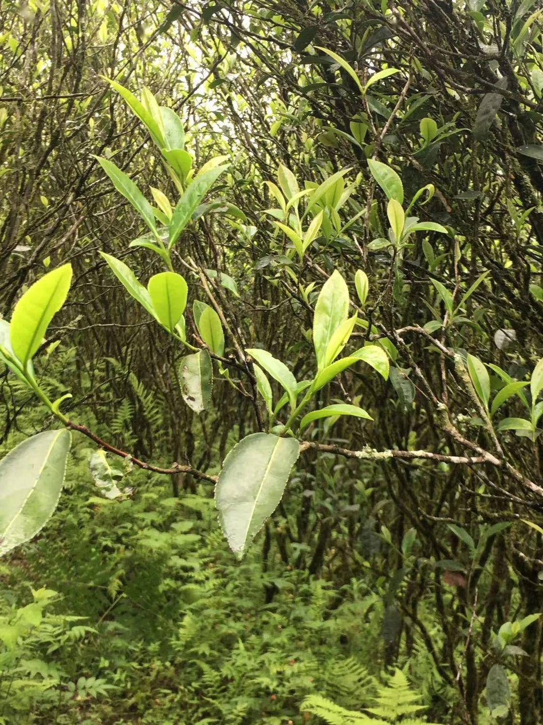 領悟武夷巖茶品種茶素心蘭