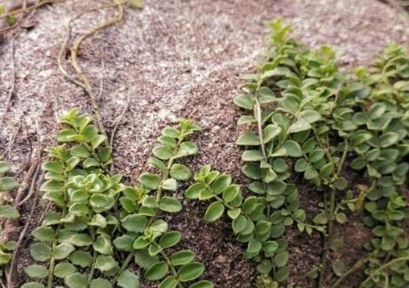 原创风不动藤是什么植物