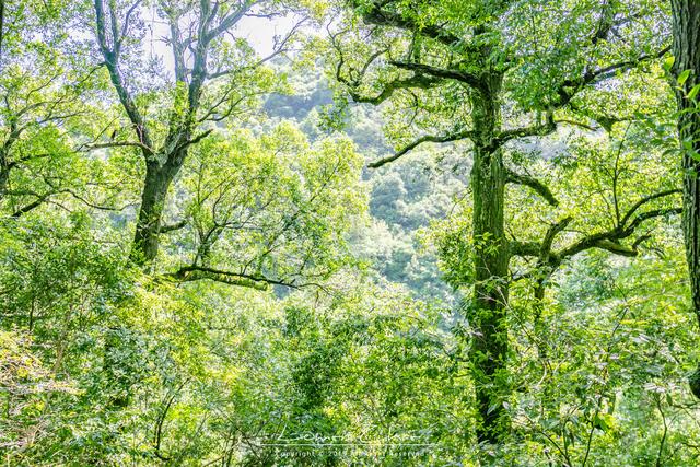 原创安徽夏季旅游私藏3个小众景点藏在山野的丛林秘境老外都爱