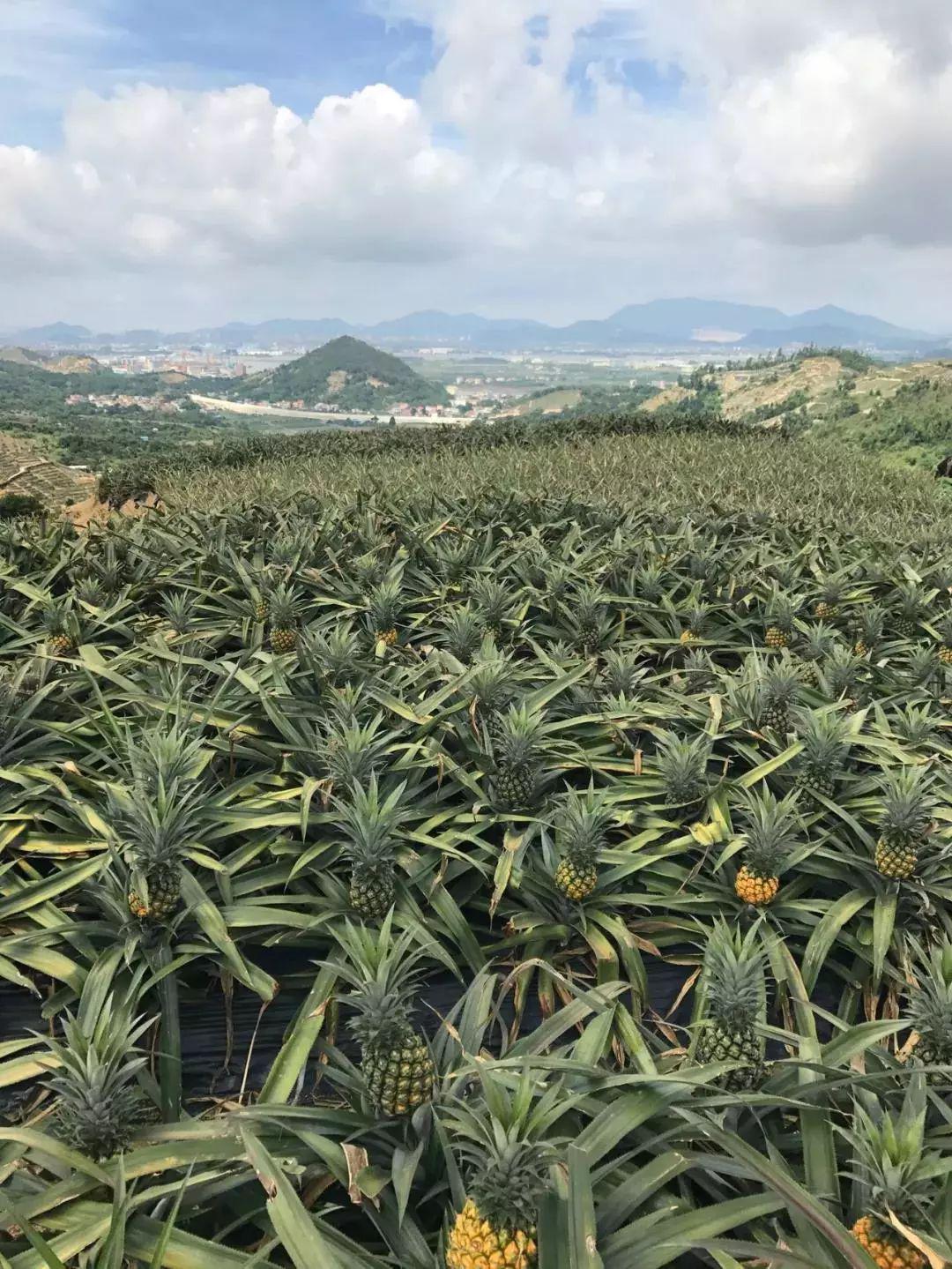 每年4月到10月,中山神灣標誌之一的丫髻山上,就能看見大片菠蘿,因此丫