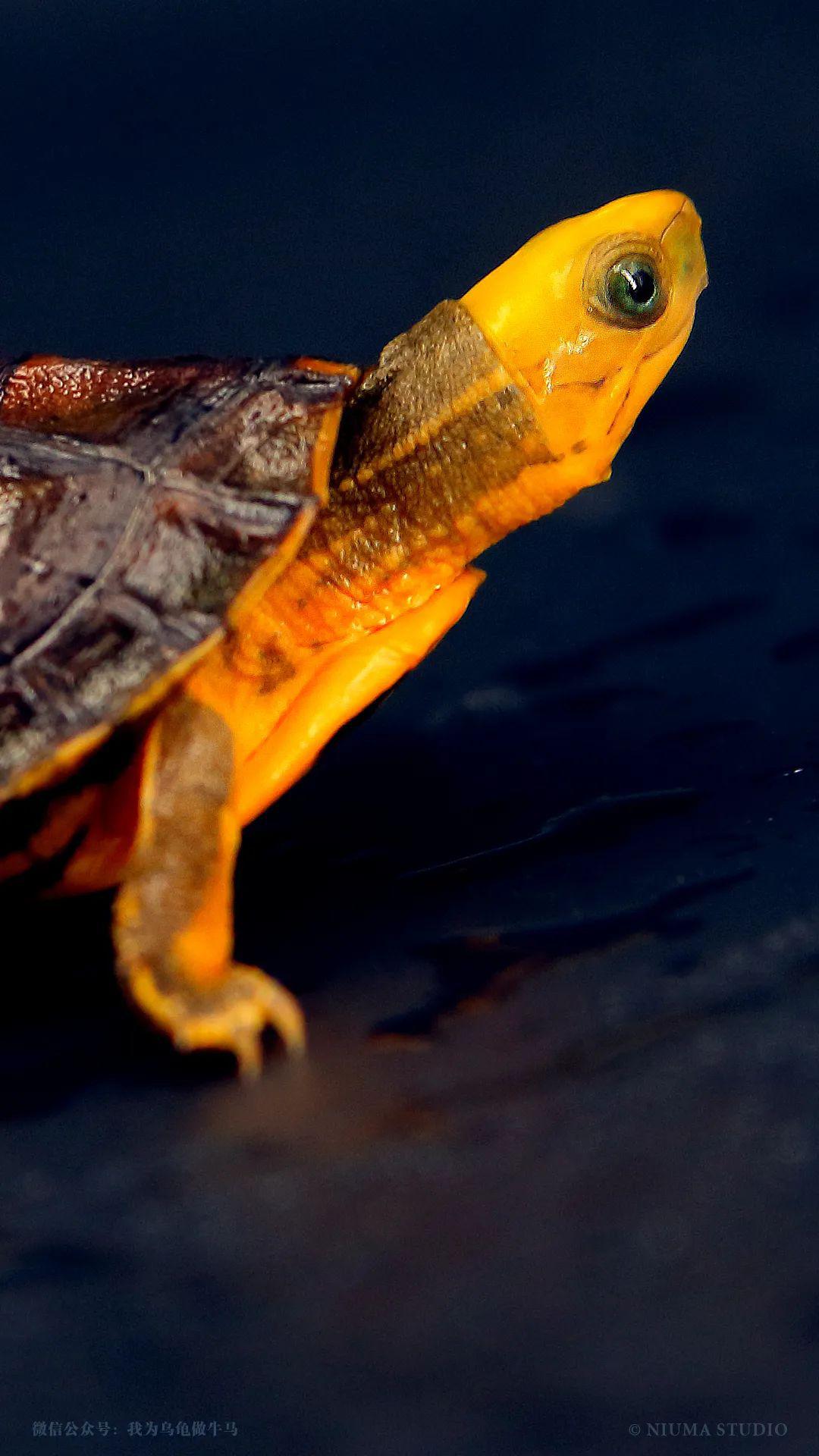 原创龟主题手机壁纸2020年5月号