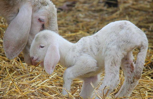 放牧育肥就是将不能作种用的公羊和老残羊集中起来,公羊去势,然后驱虫