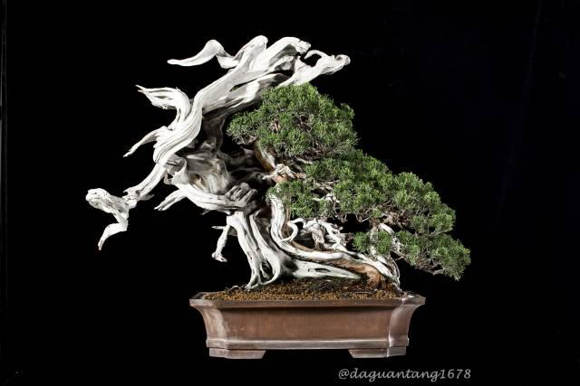 大观堂:20世纪最传奇的盆栽——涅槃重生的白升龙