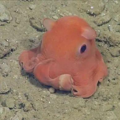 海洋科普1081扁面蛸