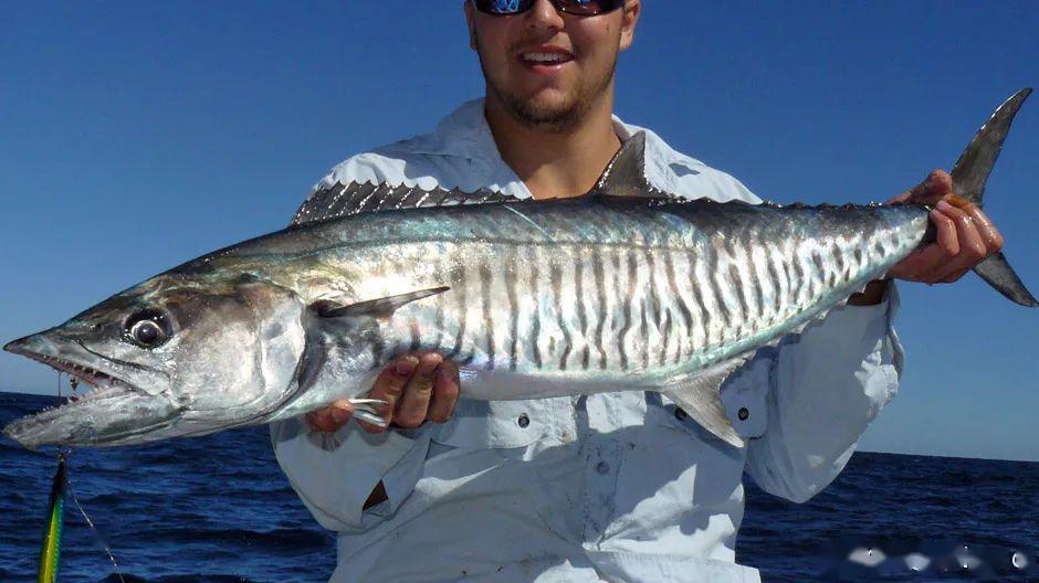 青岛又逮到巨无鲅了关于马鲛鱼还得再谈谈