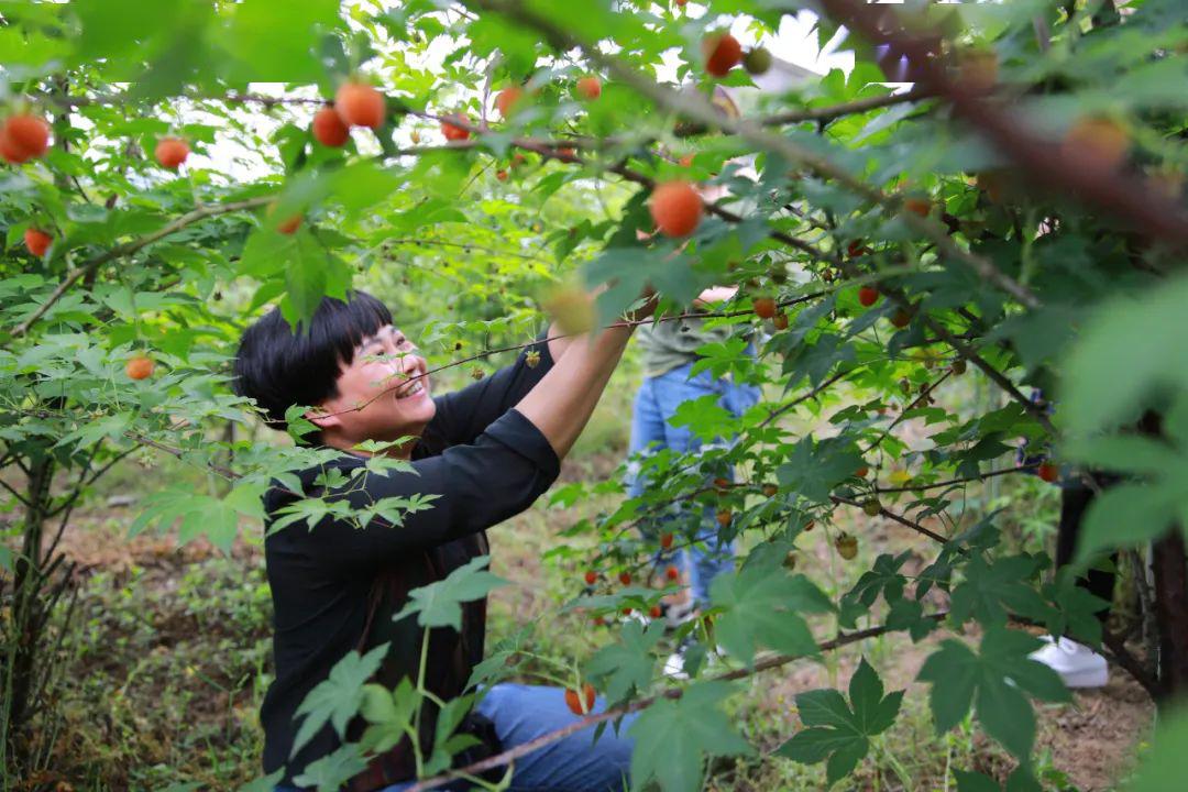 覆盆子,每年五月,种植着一种掌叶覆盆子~在妙西镇石山村的覆盆子采摘