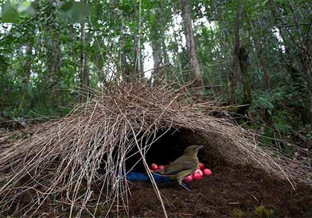 都说园丁鸟是嫁给房子的鸟表面根据房屋择偶其实心中另有打算