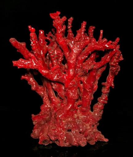 血珊瑚作品图片