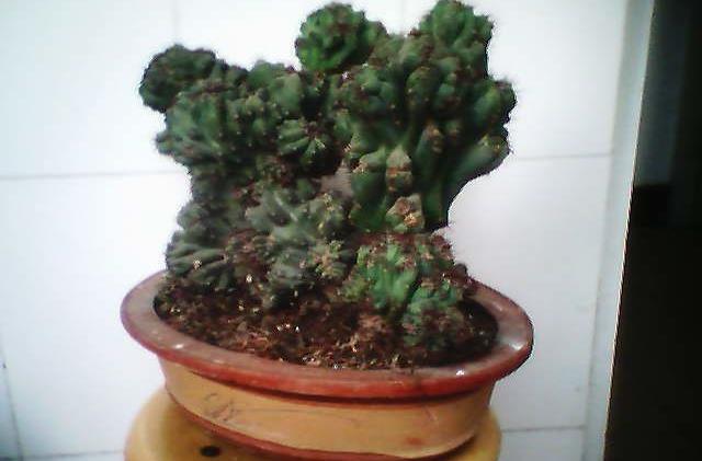 1种盆景人称仙人山形状奇特养一盆在家值钱