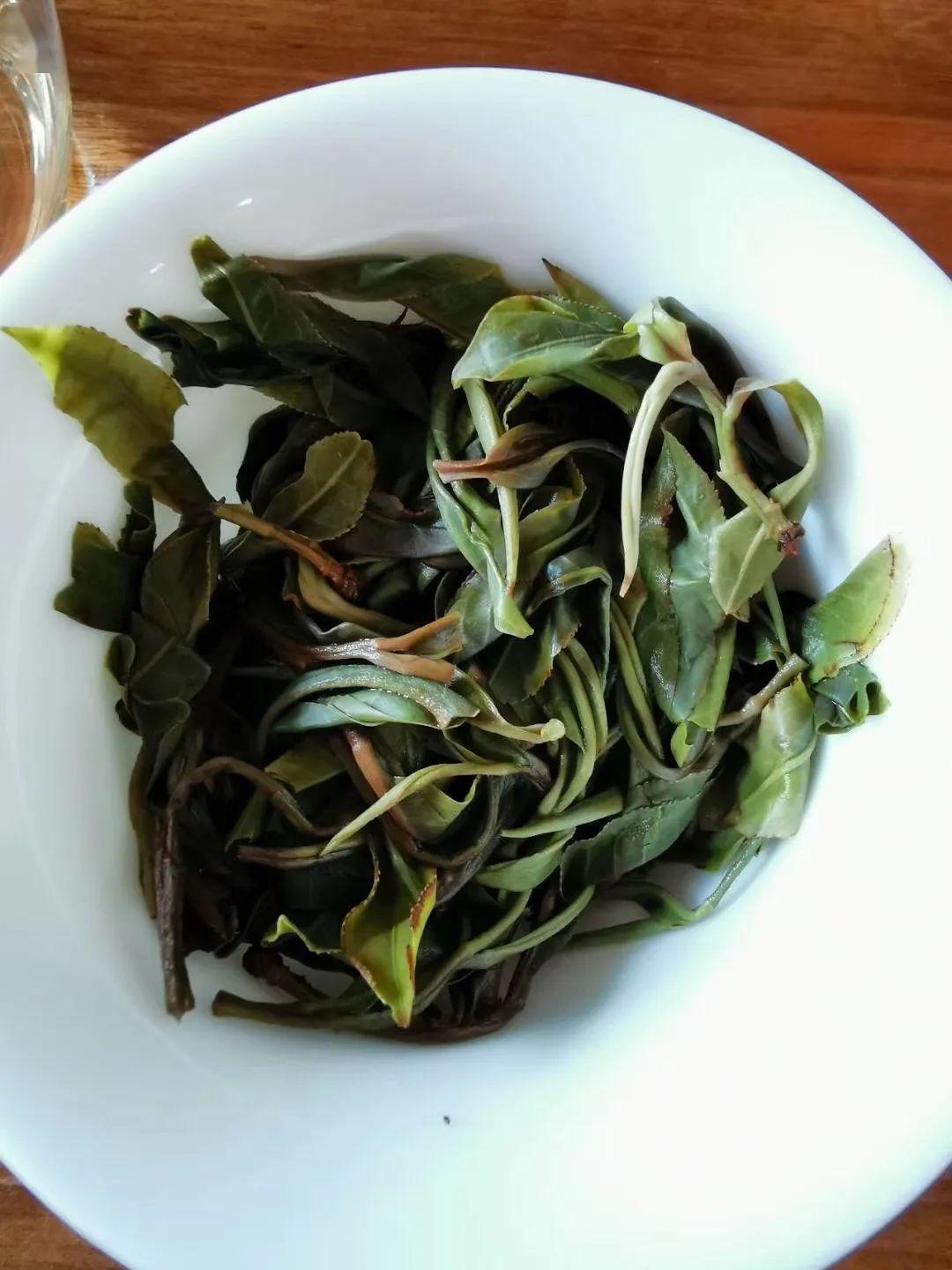 一个茶界的小可爱 你知道倚邦的猫耳朵吗?一个茶界的小可爱