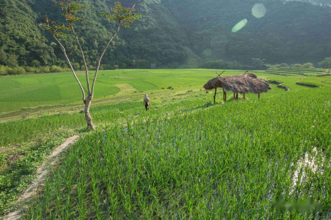 西林炎炎夏日里田间耕作忙