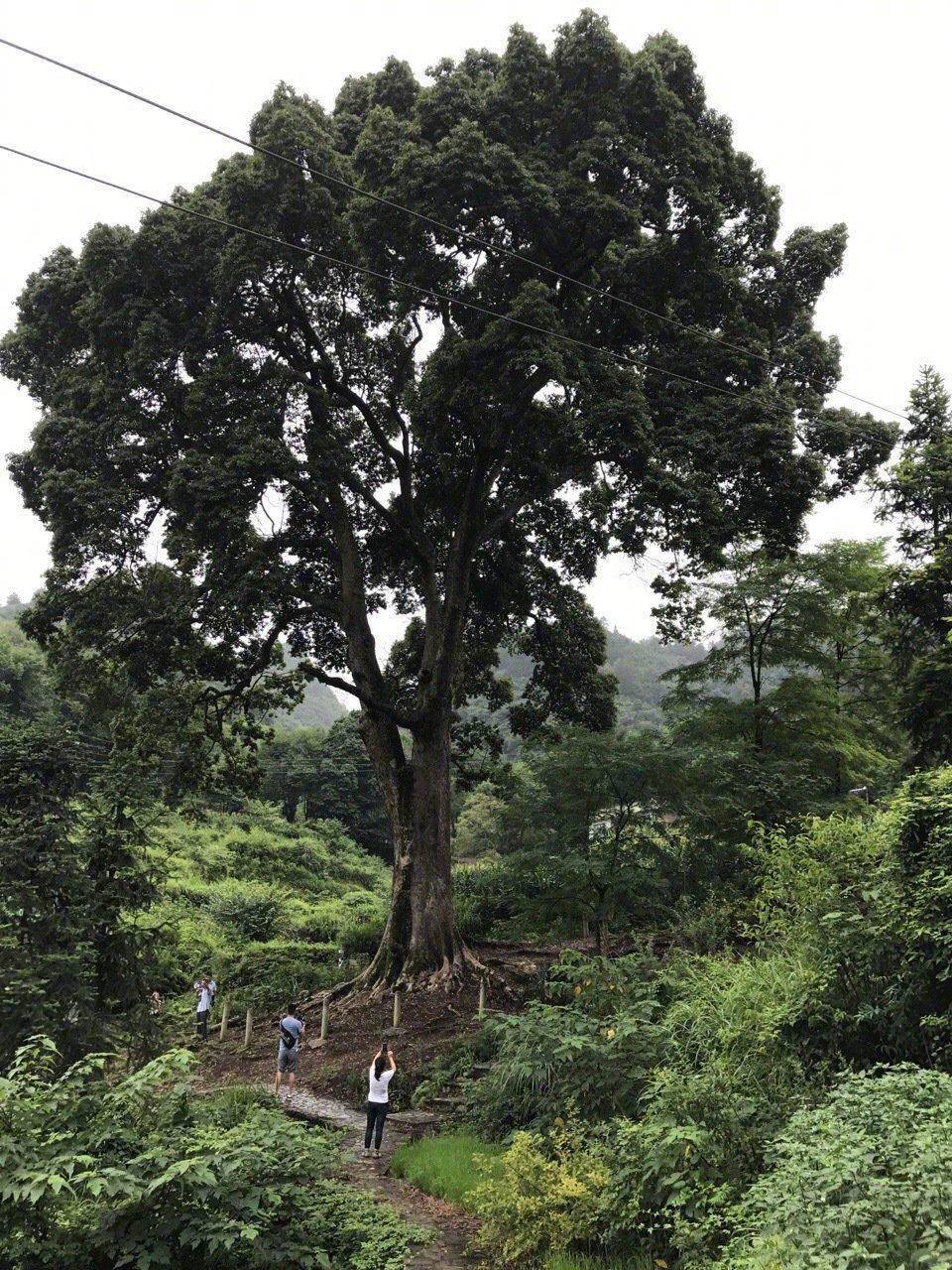 楠木在中国建筑史上的地位你不懂_汉代