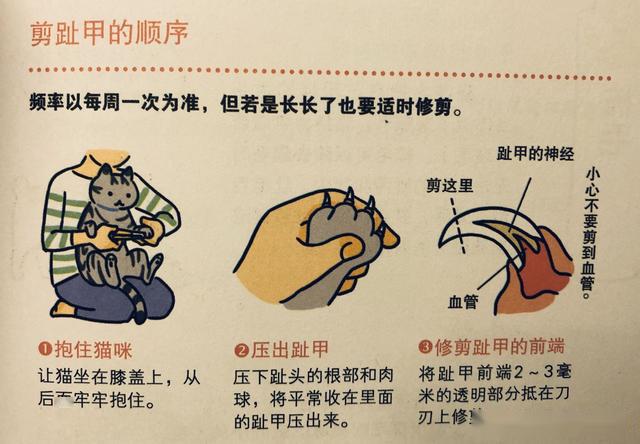 养猫新手也能轻松给猫剪指甲选对工具很重要给猫剪指甲很简单