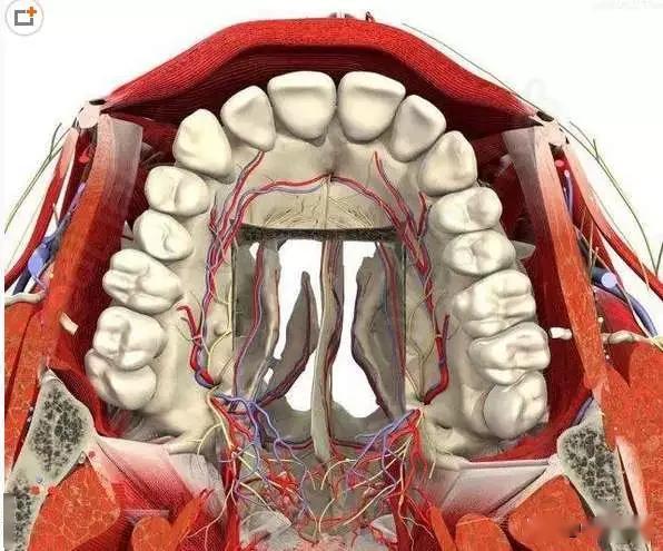 上颌6麻醉解剖图图片