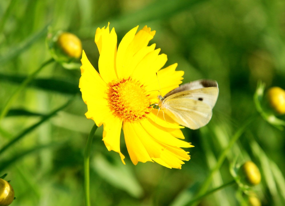 湖北孝昌滨河公园生态美景宛如"天然氧吧山水画卷"