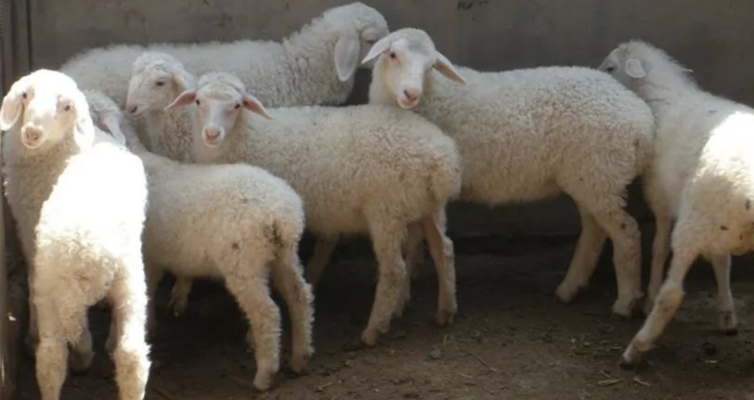 5月份羔子价格涨还是降