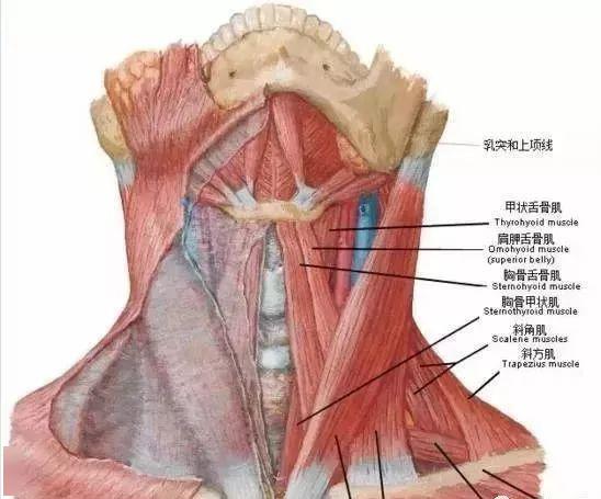 中,下三部分上组肌纤维:肌肉附着在枕外隆突,上项线内侧1/3,c7棘突,项